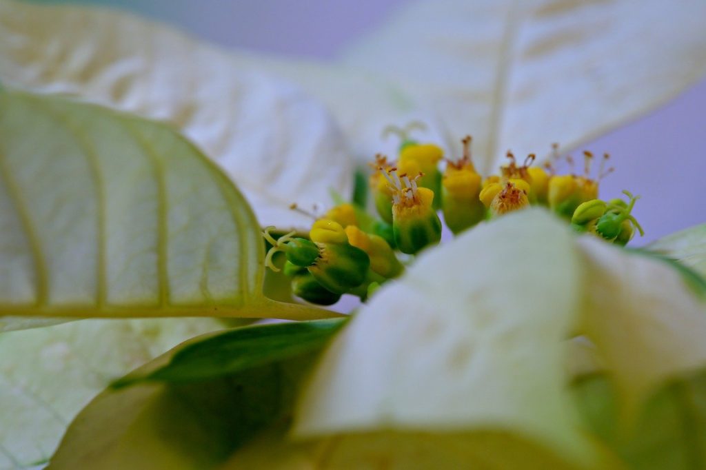 Poinsettia