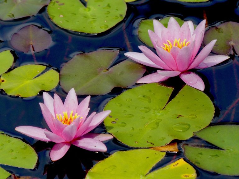 lily