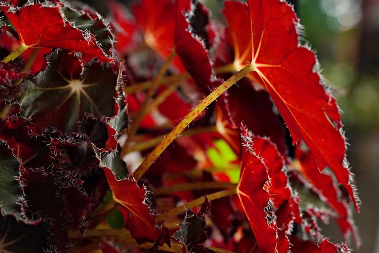 begonia