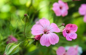 ingrijire magnolie in ghiveci