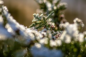 cand se planteaza tuia primavara