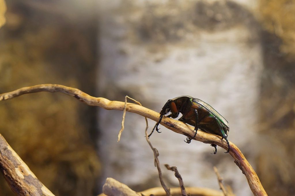 ulei de eucalipt pentru nas infundat la bebelusi