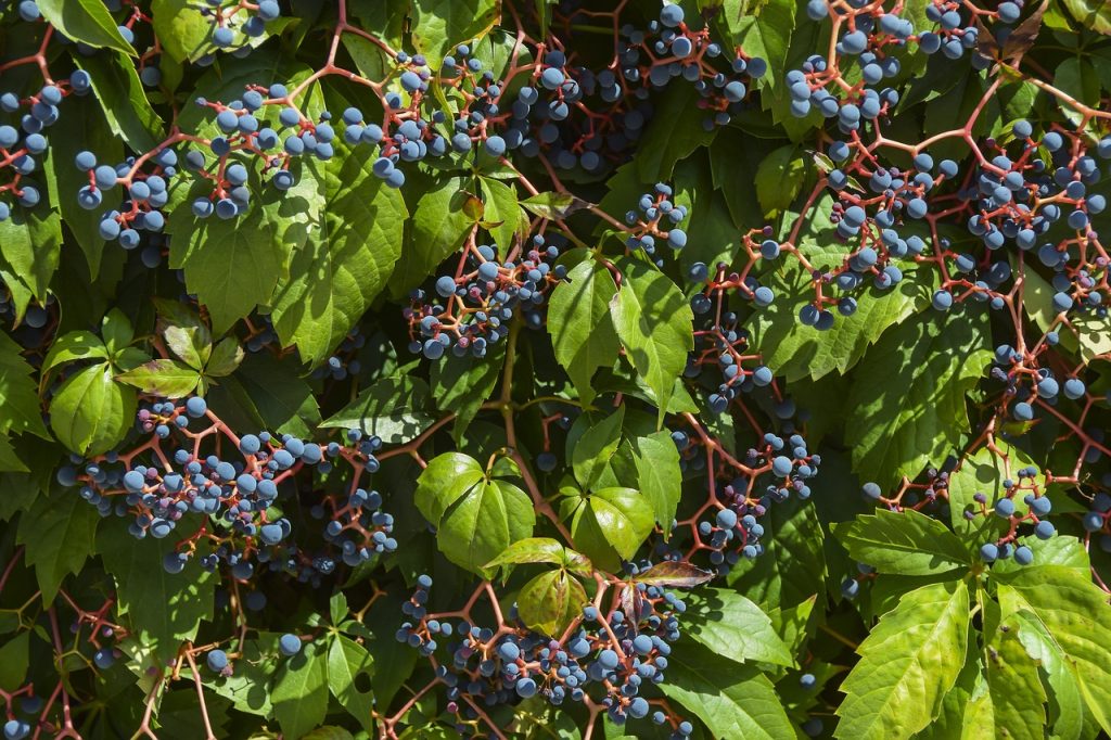 butasi vita de vie soiuri rezistente