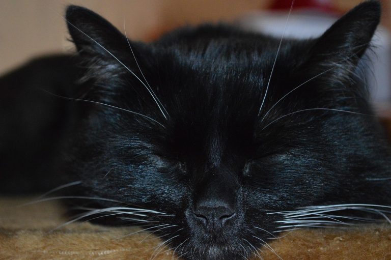 ce inseamna cand visezi ca sotul te inseala cu alta femeie