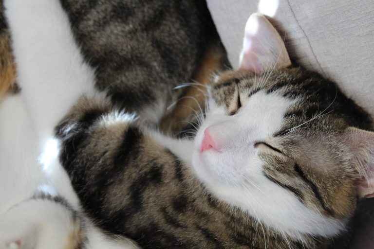 ce inseamna cand visezi ca te inseala iubitul