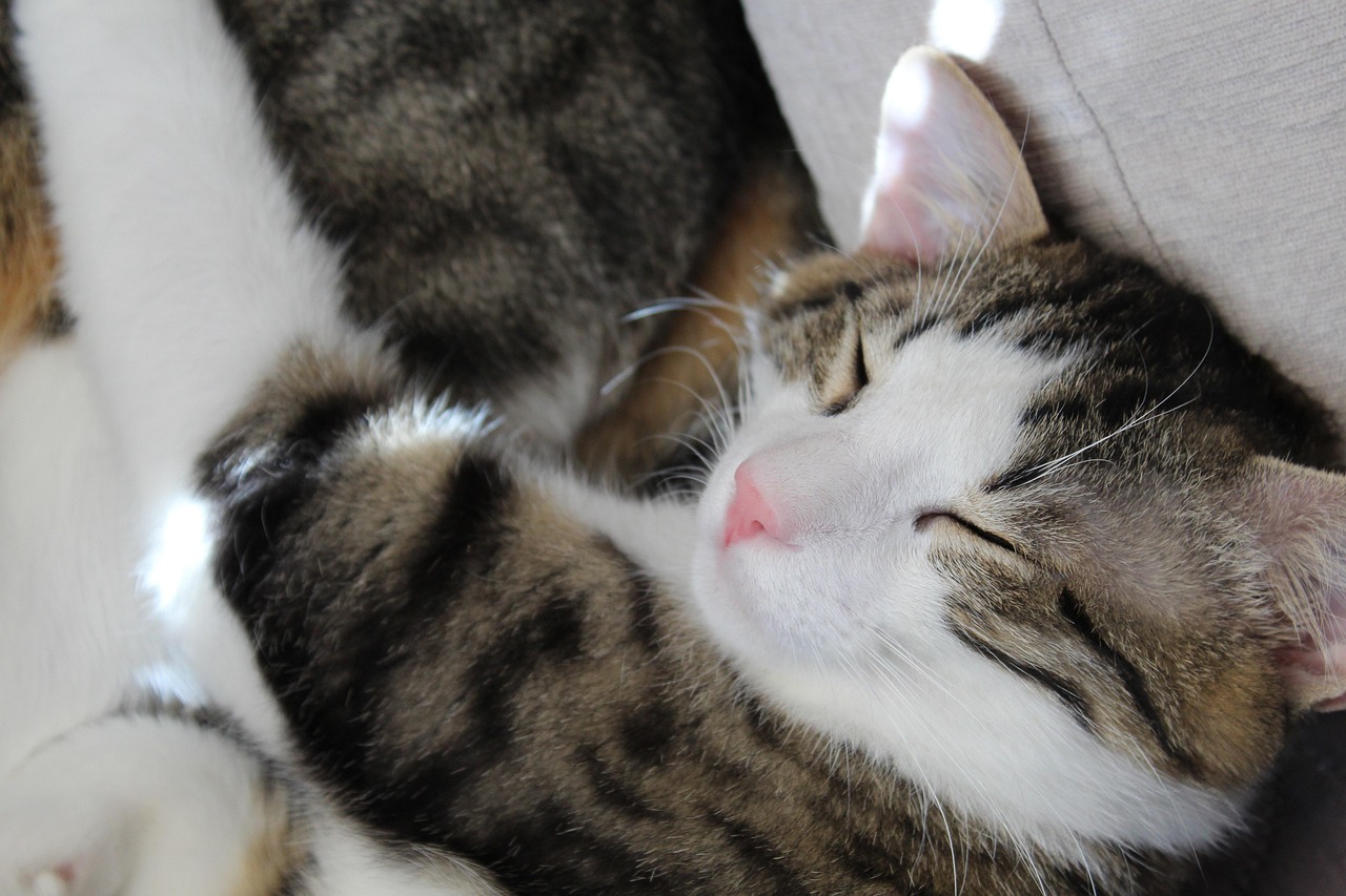 ce inseamna cand visezi ca te inseala iubitul