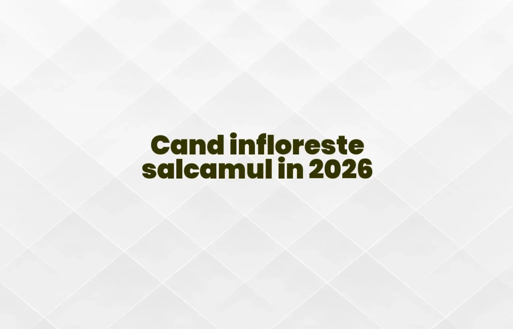 cand infloreste salcamul 2026