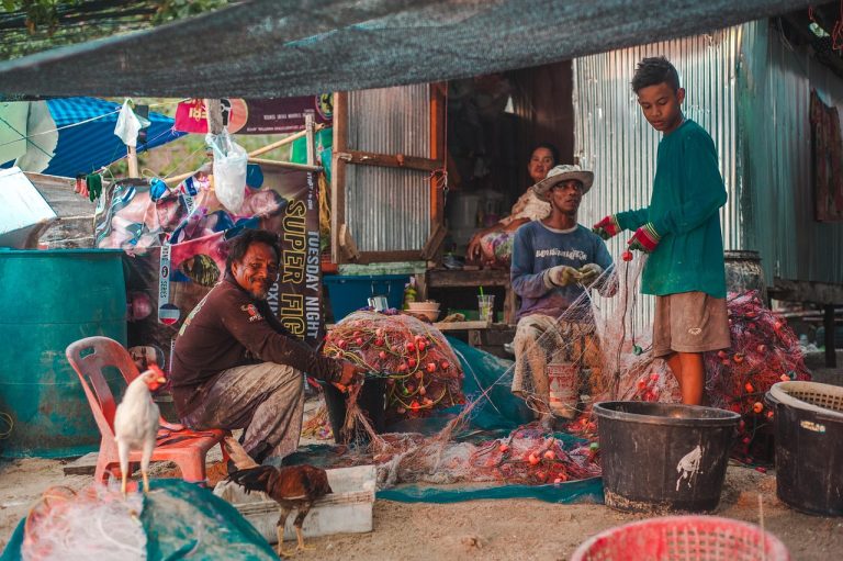 cat porumb mananca o gaina pe zi