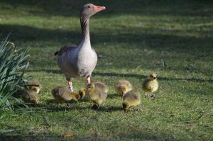 cat traieste o gasca domestica