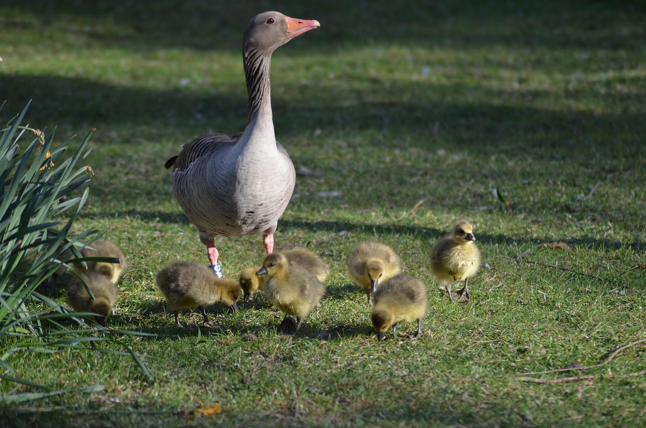cat traieste o gasca domestica