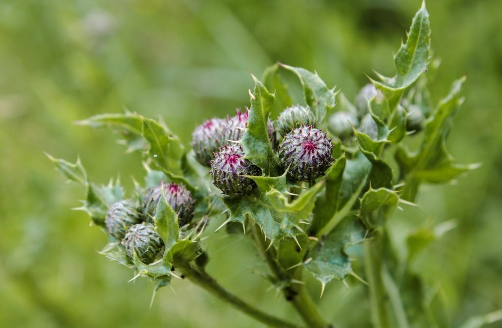 cum se consuma laptele de magarita
