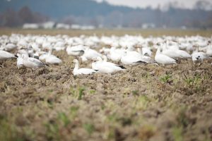 cat costa o gasca vie