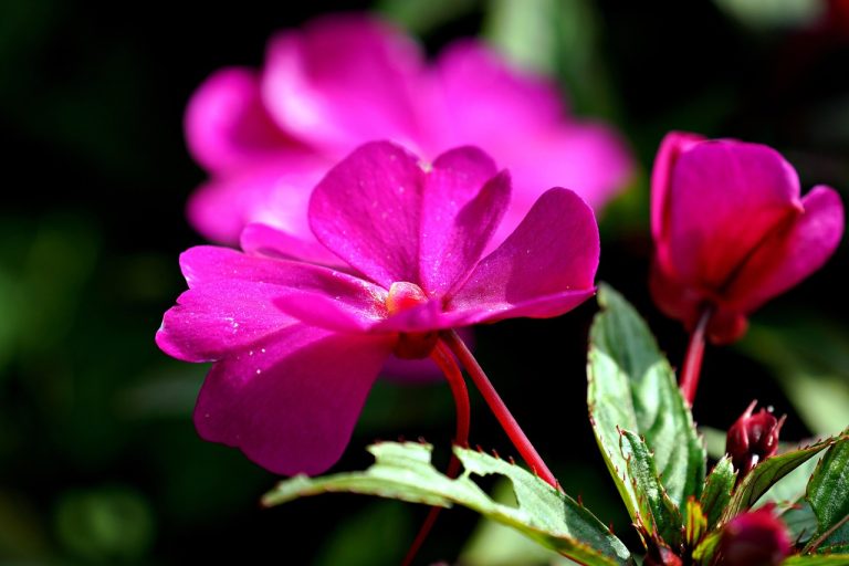 cat cloceste bibilica