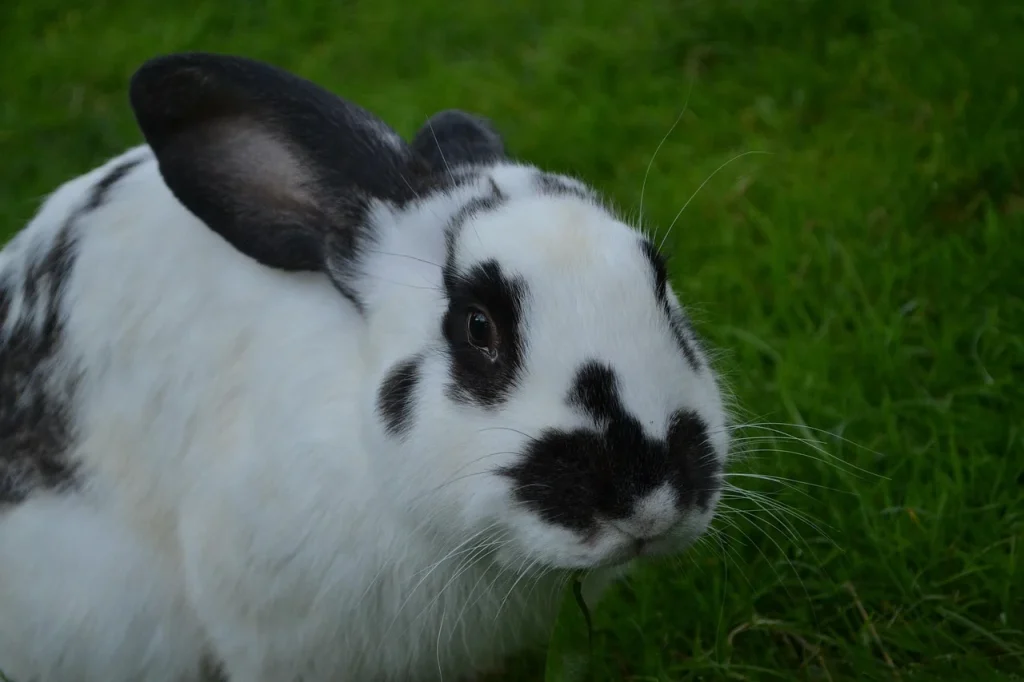 de ce mor puii de iepure dupa fatare