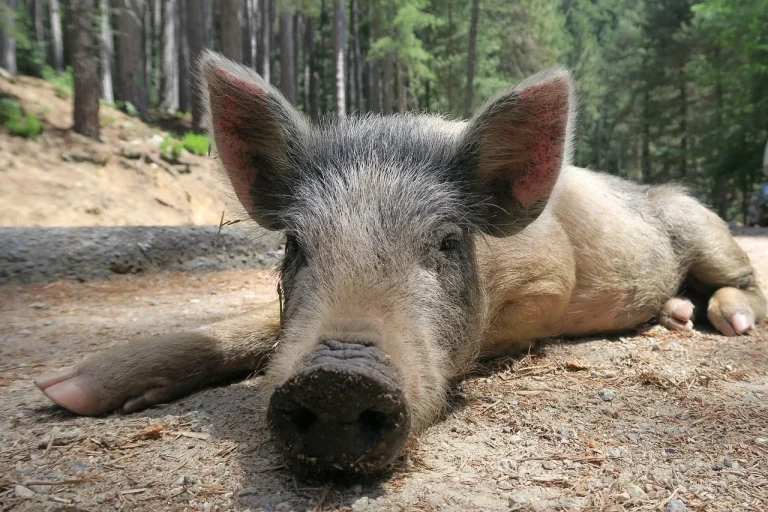 cum se manifesta pesta la porci