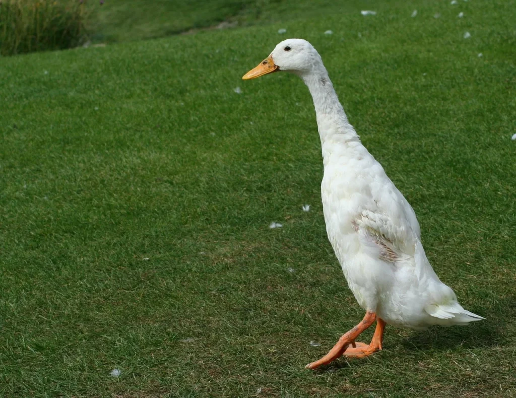 ce mananca rata