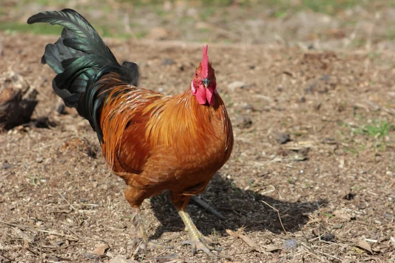 cat costa un cocos de tara