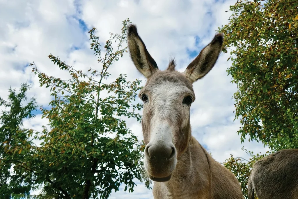 cat costa o magarita de lapte