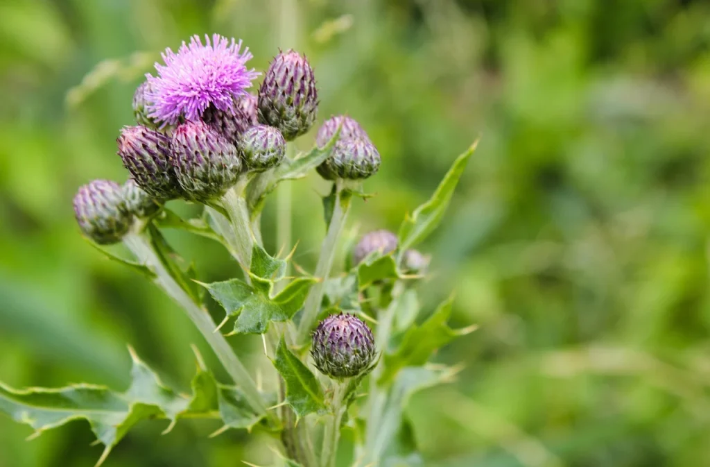cat costa un litru de lapte de magarita