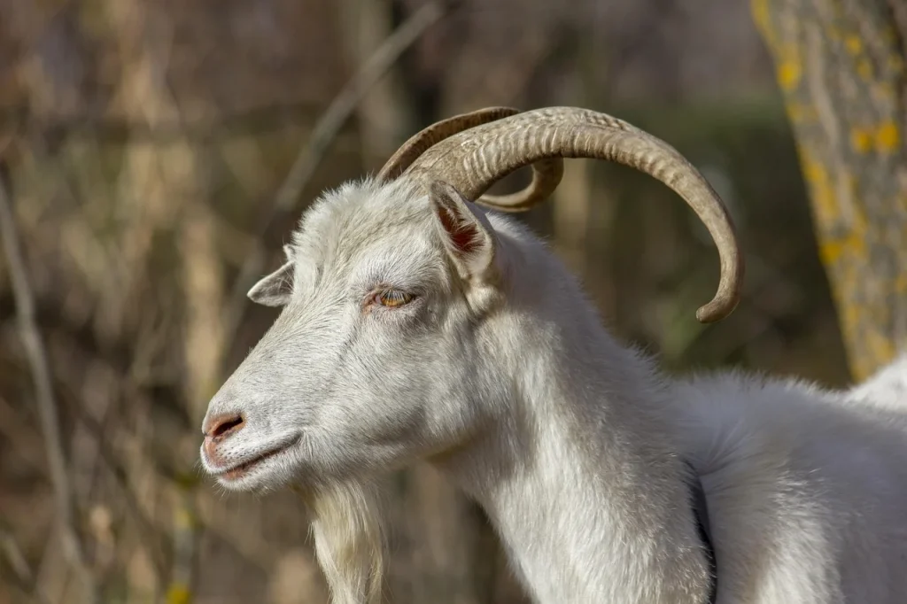 cat lapte da o capra pe zi