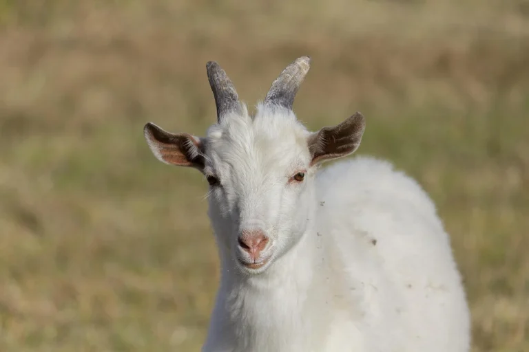 cat costa o capra alpina franceza