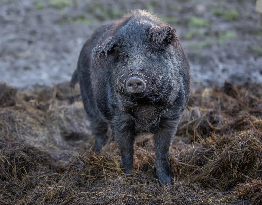 cu ce se scoate mirosul din carne de porc