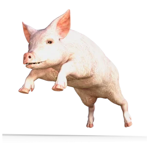 cate kg pune un porc pe luna