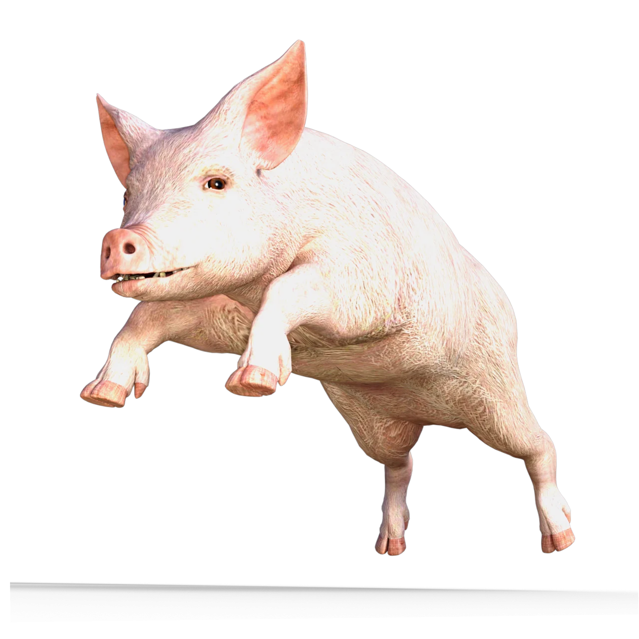 cate kg pune un porc pe luna