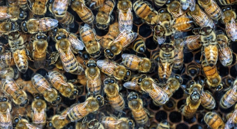 matt damon but stung by bees