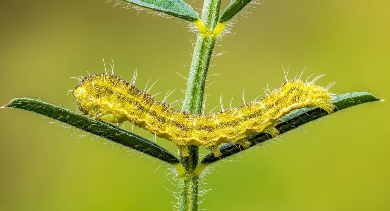 nicole kidman copii biologici