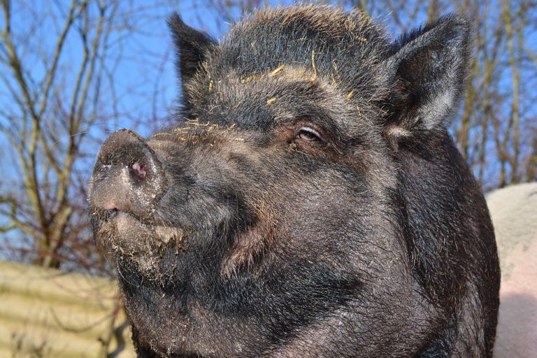 cum se transeaza un porc