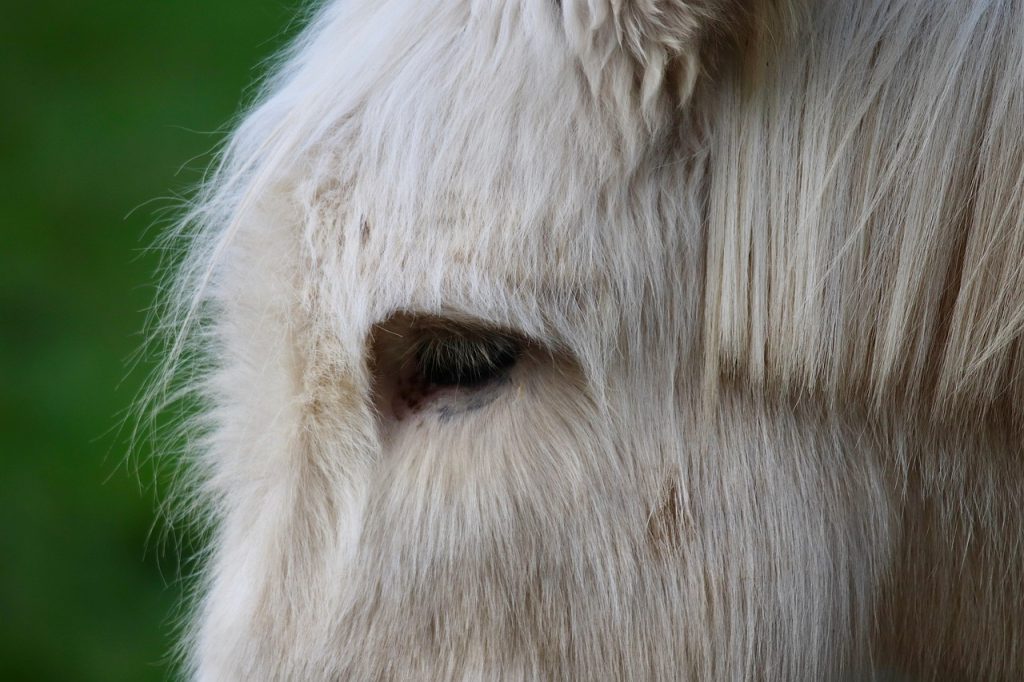 cat timp da lapte o magarita
