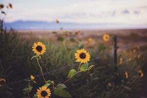 pana la ce varsta creste un cal