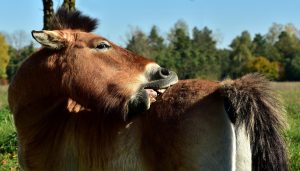 cat rezista un porc fara mancare