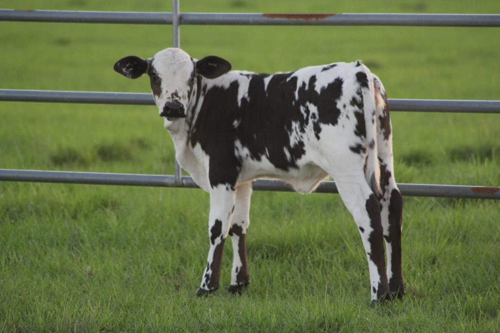 cate kg are un vitel de 4 luni