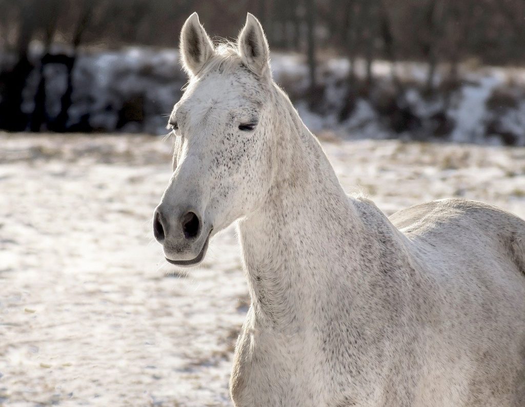 ce sa dai la cai sa se ingrase