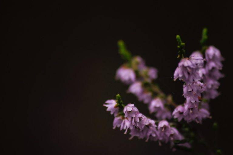 iubesc natura citate