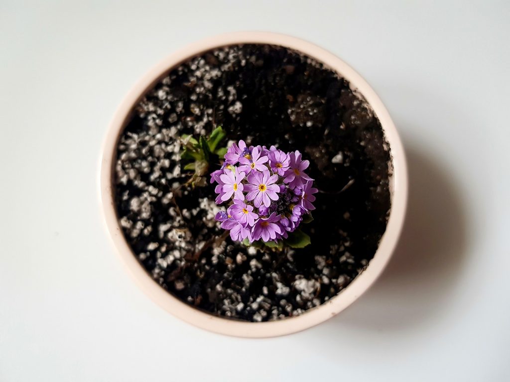 aglaonema - planta intunericului