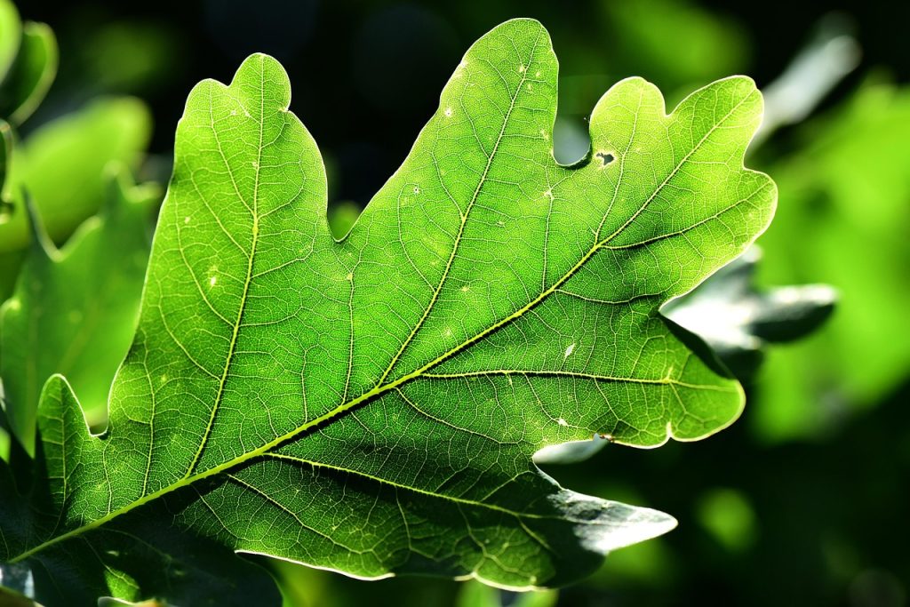 de ce se usuca frunzele la calathea