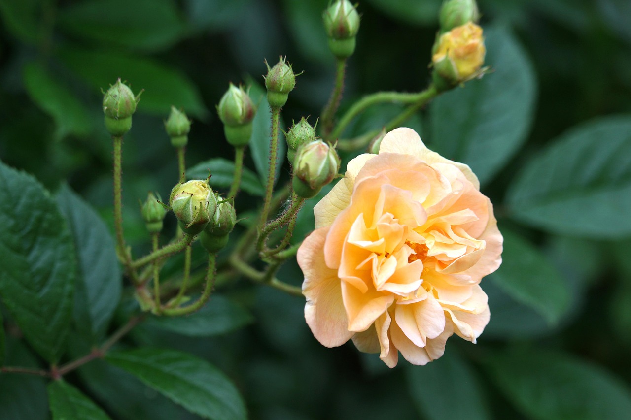 cei mai frumosi trandafiri urcatori