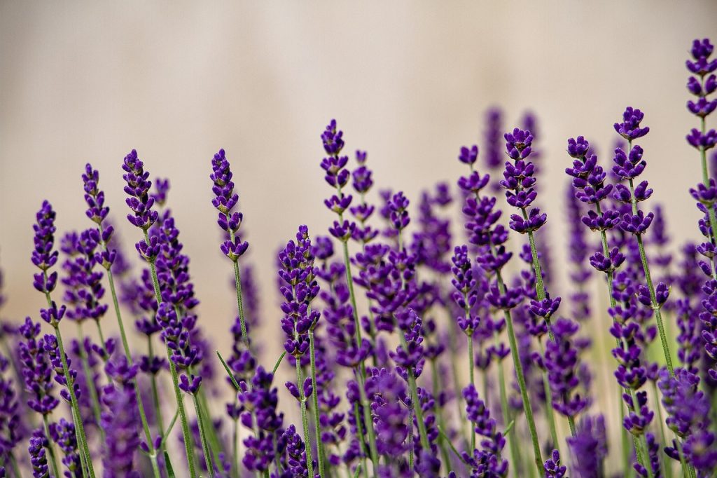 cand se planteaza lavanda primavara