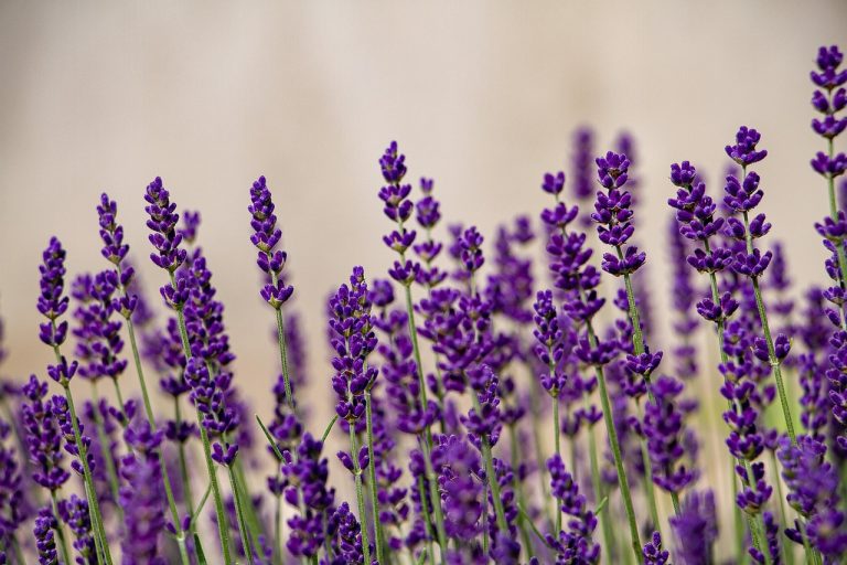 cand se planteaza lavanda primavara