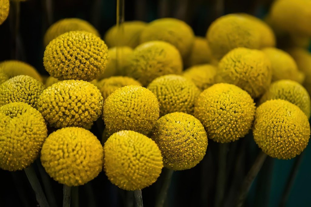 trandafir japonez ingrijire