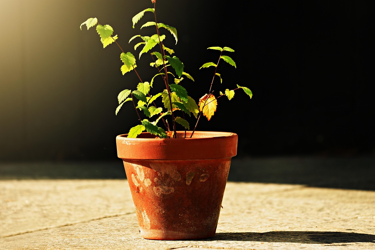 unde se tine orhideea