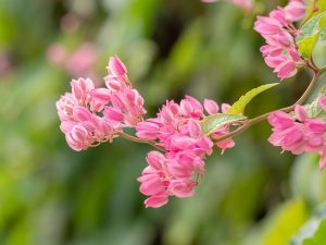 frunza de orhidee in apa