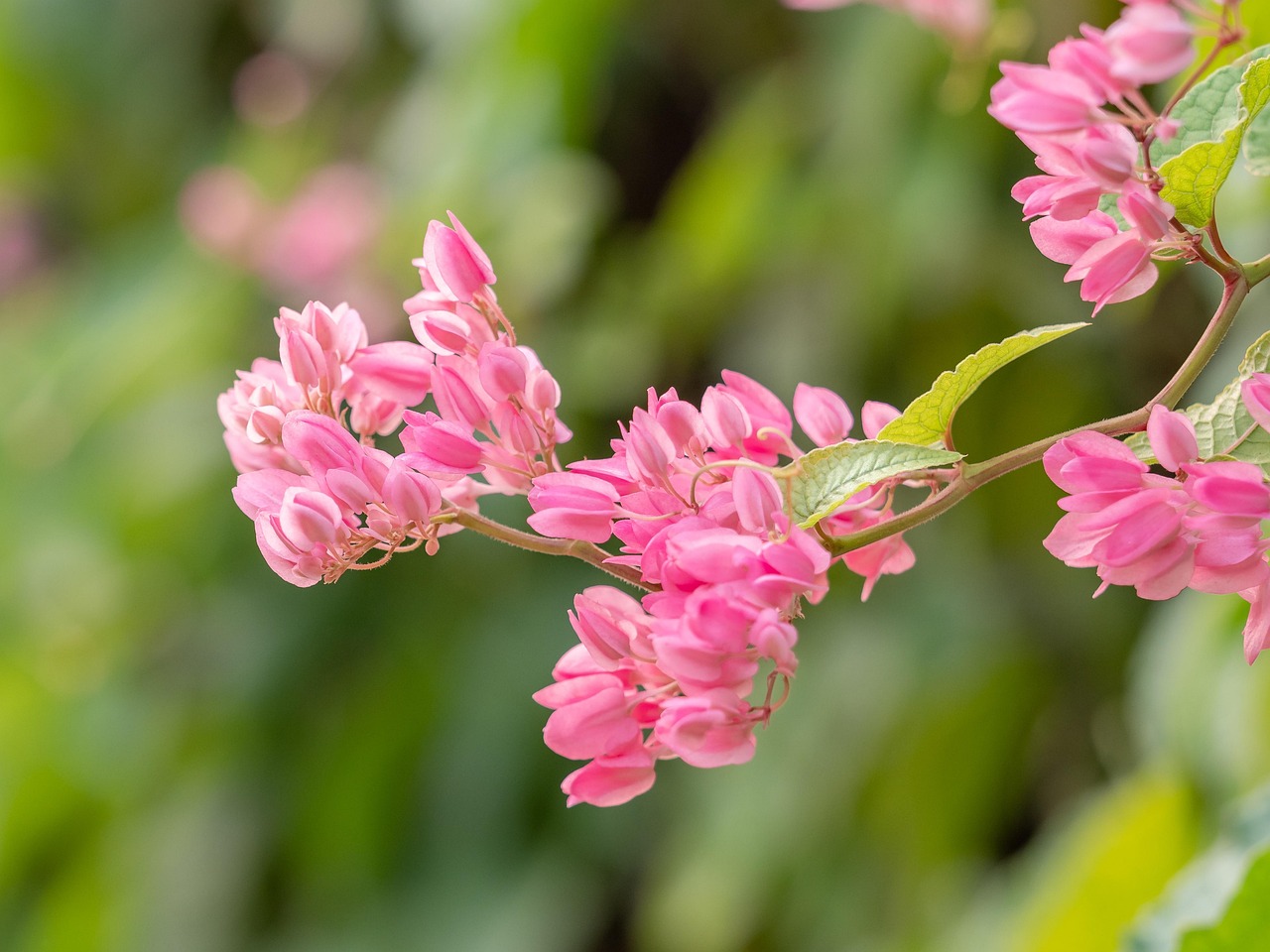 frunza de orhidee in apa